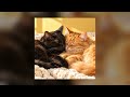 Purr Machine