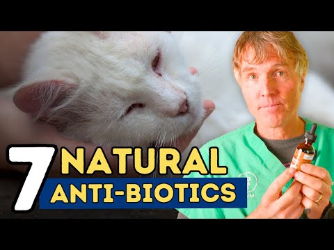 7 Natural Antibiotics For Dogs and Cats