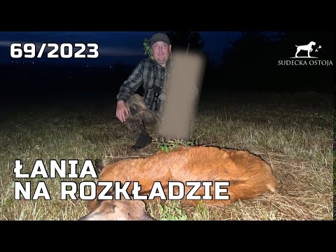 SUDECKA OSTOJA 69/2023 Łania na rozkładzie Deer Hunting Hunt