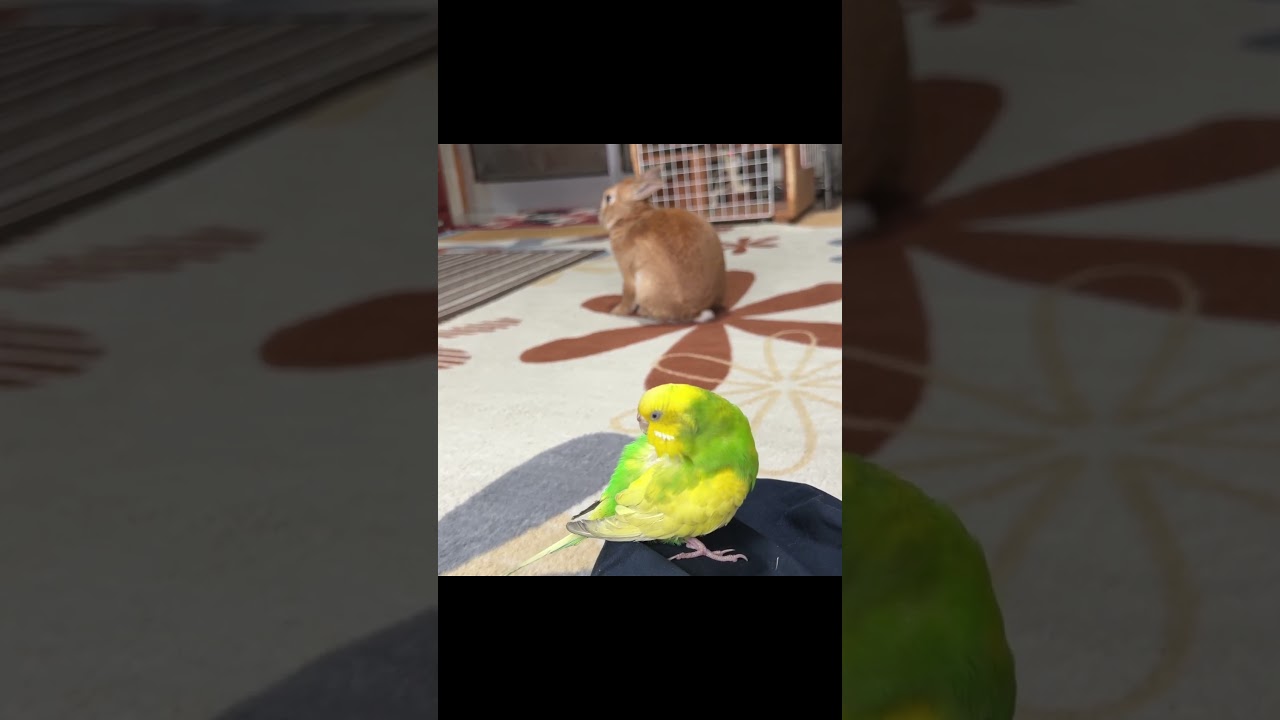 よく見るとシンクロしているウサギとセキセイインコ・・・　#うさぎとインコ #かわいい #おもしろ動画