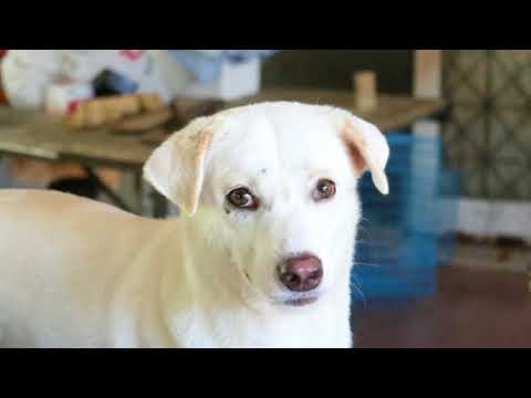 SDU | บ้านกัญญาภัทร เพื่อหมาแมวที่ถูกทอดทิ้ง -  นิเทศศาสตร์สวนดุสิต