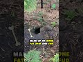 Wombat Butts Are OP Shorts Animals Interestingfacts