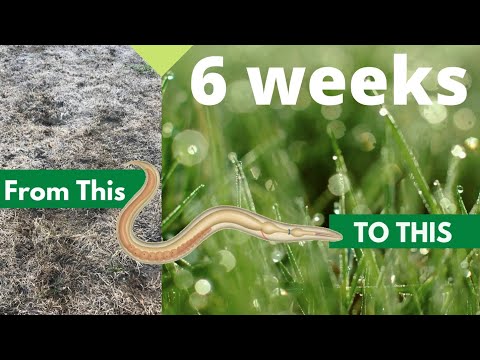 Does Your Lawn Have Grubs? | Nema Globe Nematodes - Grub Buster Grub Eliminator