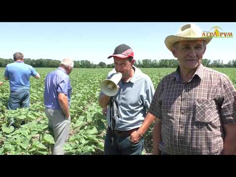 Бинарные посевы в системе NO-till в Ростовской области.  Семинар 14 июня 2019г.