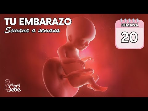 ❤️ Week 20 of Pregnancy 🤰 Symptoms, Tips, and Baby Development | Pregnancy Week by Week