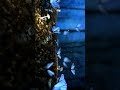 Blue Lovers Whatsapp Status New Whatsapp Status Fullscreen Status