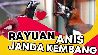 Download lagu Suara Rayuan Anis Janda Kembang Betina Muda Birahi Nritik Awas Jantan Kepanggil Gacor mp3