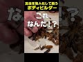 昆虫を擬人化してから食べようとするボディビルダー #Shorts