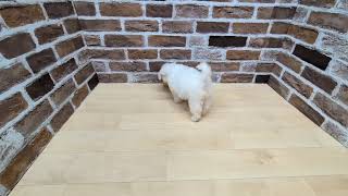 ハーフ犬の動画01