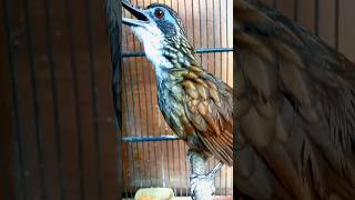 Download lagu burung poksai rawa suara memanggil.#short #poksai #shorts mp3 Download lagu burung poksai rawa suara memanggil.#short #poksai #shorts mp3