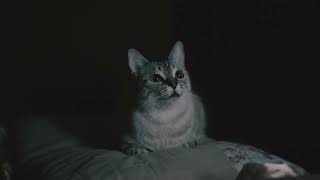 Please spend a moment with my kittycat