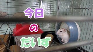 ジャンガリアンハムスター
