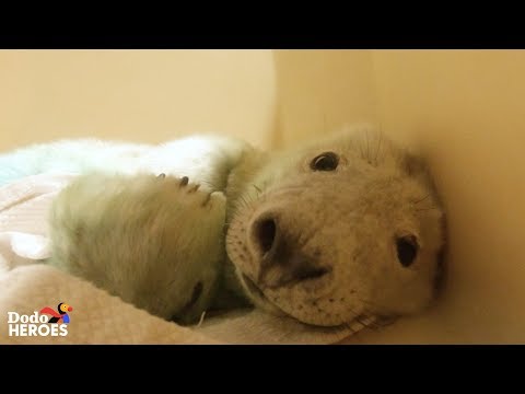 They Saved This Baby Seal's Life
