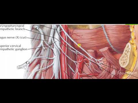 Glossopharyngeal intro 1