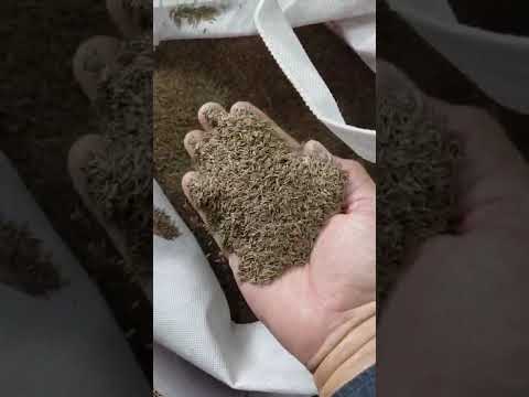 Shahi Jeera Seeds