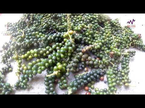 image-How long does it take to harvest black pepper?