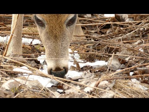 Canada: One hour spring nature video of deers and geese in 4K