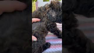 Whoodles Puppies Videos