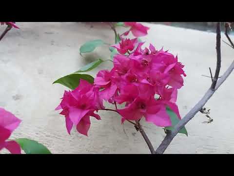 Cách trồng chanh và hoa trong chậu sai trĩu quả