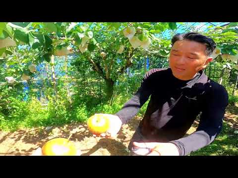 ¡Perdón por agotarse! ¡El muy popular lugar de venta directa de peras está aquí! [Granja Marutaka]