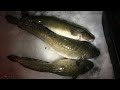 Video Thumbnail for Burbot Fishing on Diefenbaker Lake