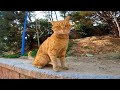 This Orange Tabby Cat S Sweet Face And Meows Will Brighten Your Day