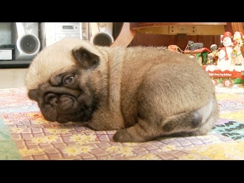 Stop, Drop and Pug Puppies!