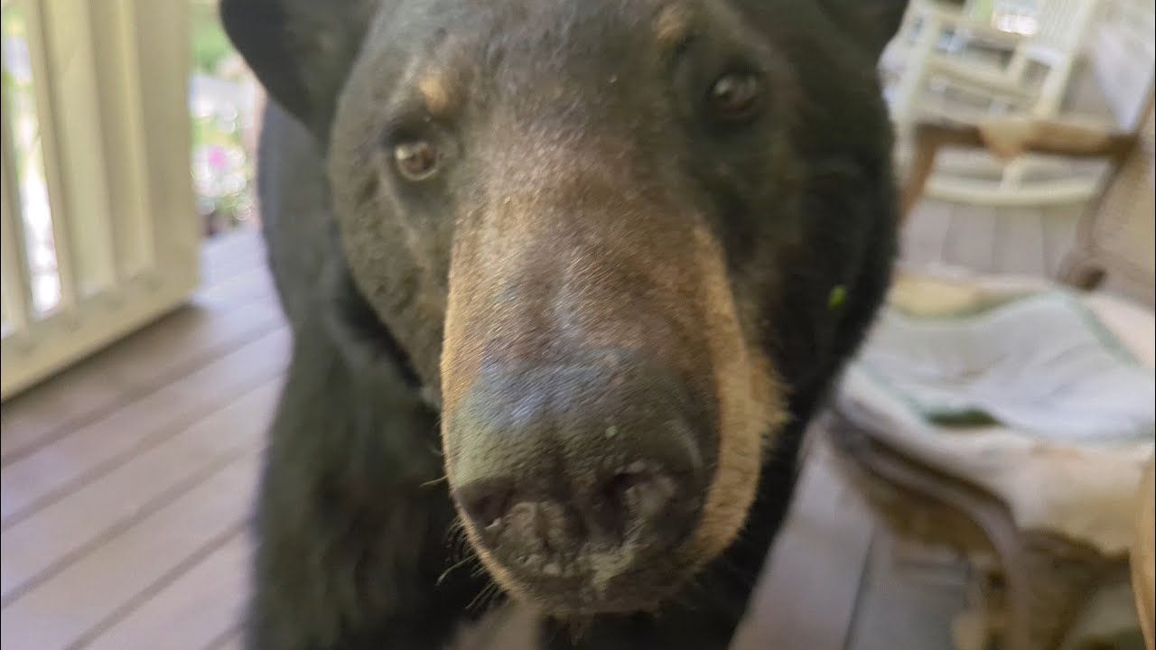 Bear Simone and Her Four Cubs Are Back