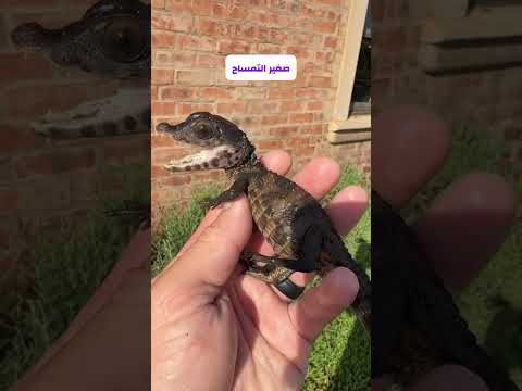 شكل صغار الكائنات الجزء الثاني #animals