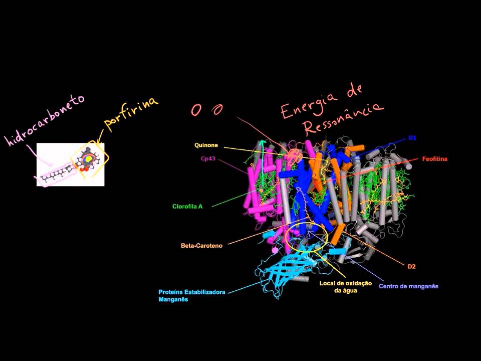Fotossíntese - reações de claro e fotofosforilação