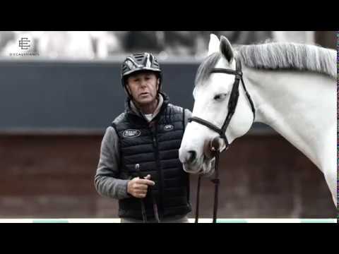 Stallion. Lecoultre de Muze - Presley Boy x Vigo d'Arsouille