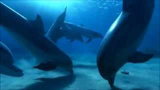 Enigma - The Dream Of The Dolphin
