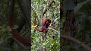🇨🇴 Travelogue- Monkeys #colombia #monkeys #cartagena #animal