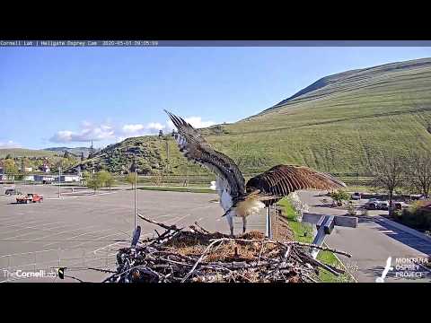 Squirrel Wanders Up The Wrong Nesting Pole | Hellgate Osprey Cam – May 1, 2020