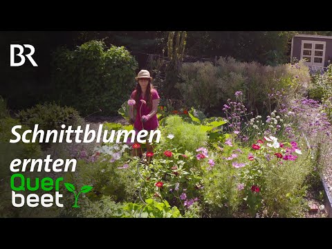 , title : 'Schnittblumen ernten - Tipps von Sabrina'