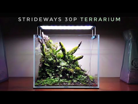 MY Strideways 30P Terrarium | All you need to know to build one