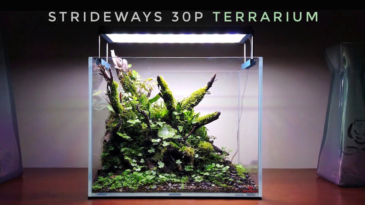 MY Strideways 30P Terrarium | All you need to know to build one