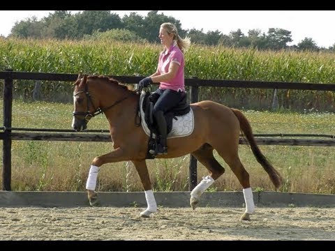 Deutsches Reitpony - Cosmopolitan D x Der feine Lord AT