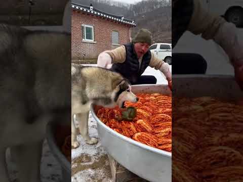 김장김치 행사중.강아지가 개구리를잡아왔다..ㅋㅋㅋ개도망치는 아저씨