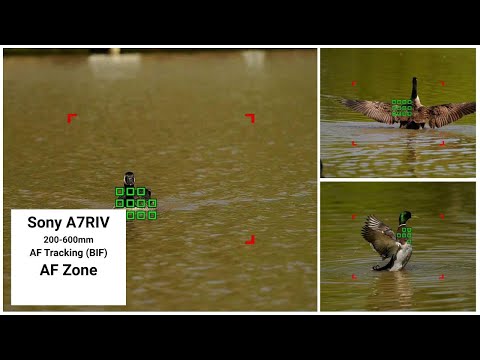 Sony A7RIV 200-600mm  - AF Tracking (BIF) - AF Zone