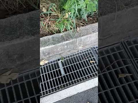 還沒找到，聲音已嘎然而止