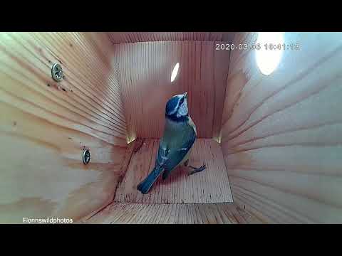 1 - Male blue tit checking out nest box // 05/03/2020