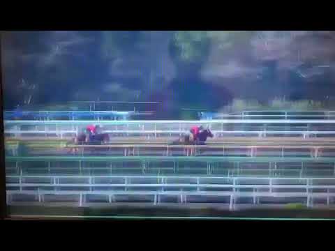 Clever Patch Horse gallop with work mate on 10.10.2017