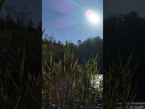 Breeze Blows Through Reeds On Sunlit Pond Relaxing Calming