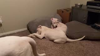 Mata Dogo Argentino Temperament