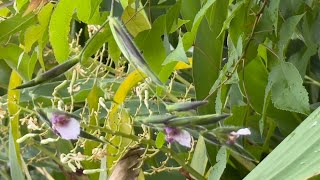 2025 7 07 再力花水竹竽 垂花水竹竽 台北植物園