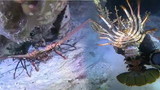 Download lagu Sea Diving Journey – Exploring Marine Life and Harvesting Seafood mp3 Download lagu Sea Diving Journey – Exploring Marine Life and Harvesting Seafood mp3