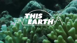 How rising temperatures devastate Bali coral reefs | REUTERS
