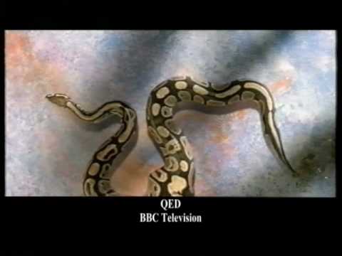 Tolga Kashif Bespoke Showreel - QED, BBC