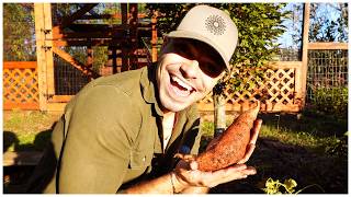 Let's Harvest Sweet Potatoes From The Vegetable Garden!
